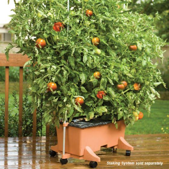 Ready-To-Grow Kit X847997