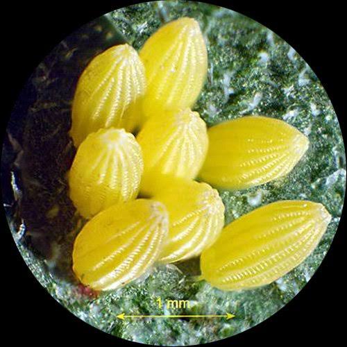 Trinocular Stereo Zoom Microscope, 7X-90X Magnification, 0.7x-4.5x Zoom Object Z551234