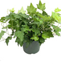 Green English Ivy Live Plant in 6 Inch Pot Hedera Helix Houseplant Vine H14913