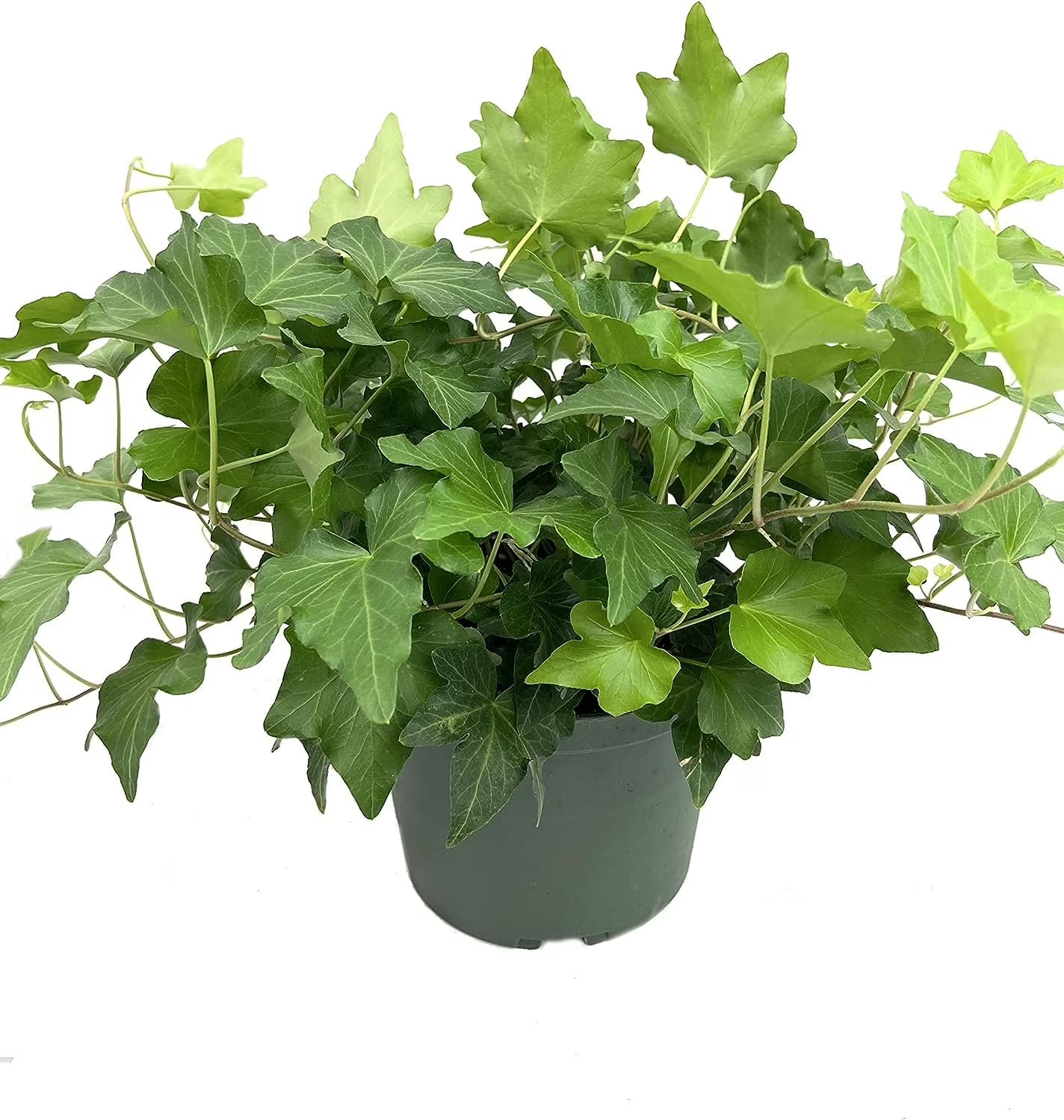 Green English Ivy Live Plant in 6 Inch Pot Hedera Helix Houseplant Vine H14913