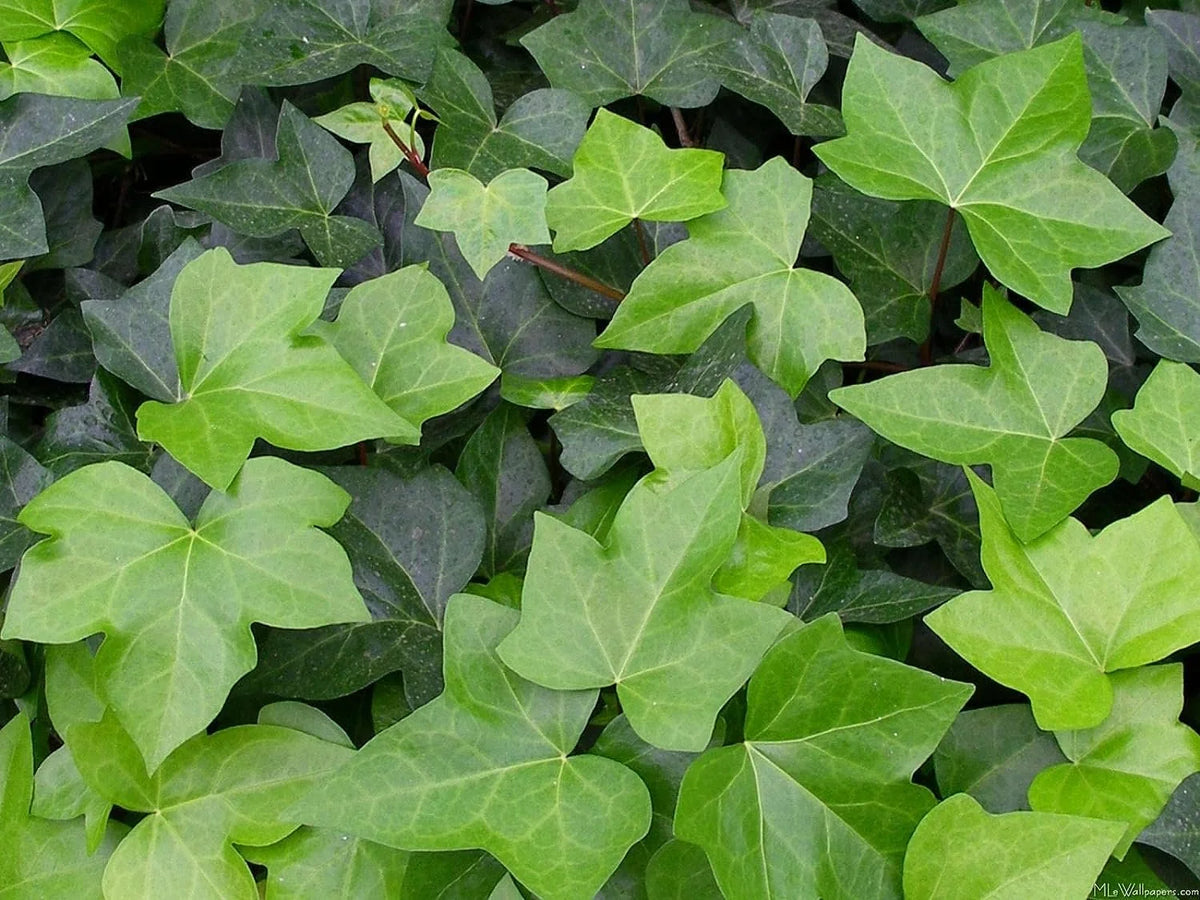 Green English Ivy Live Plant in 6 Inch Pot Hedera Helix Houseplant Vine H14913