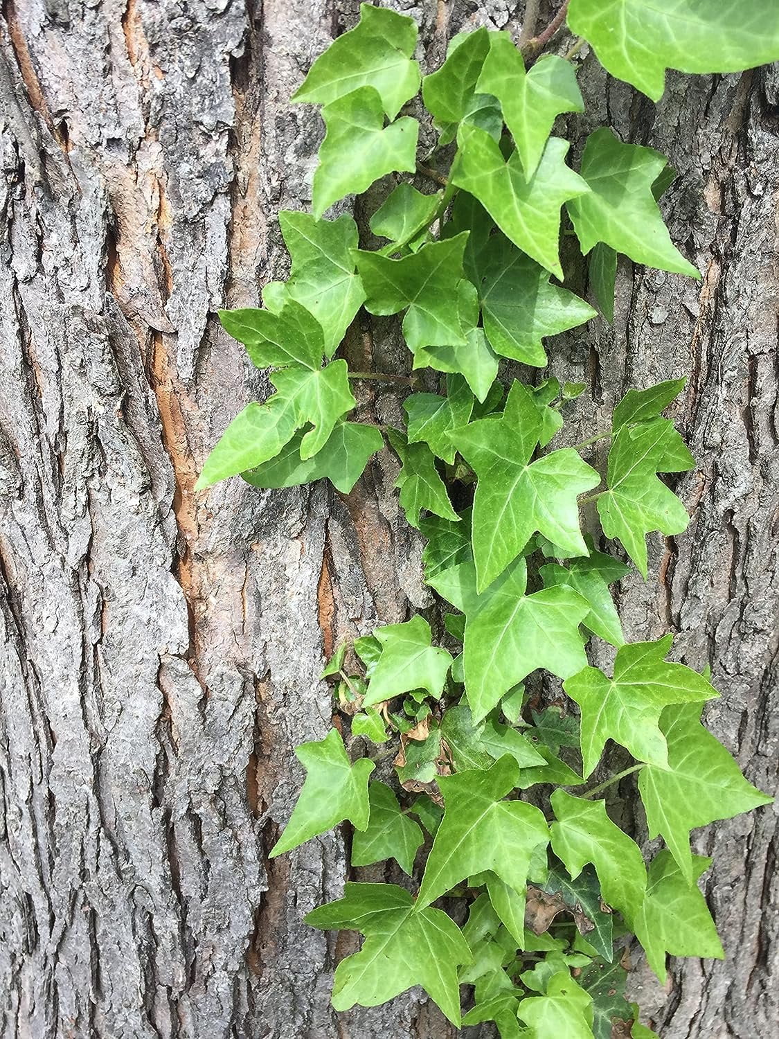 Green English Ivy Live Plant in 6 Inch Pot Hedera Helix Houseplant Vine H14913