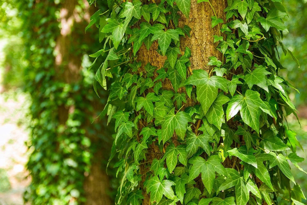 Green English Ivy Live Plant in 6 Inch Pot Hedera Helix Houseplant Vine H14913
