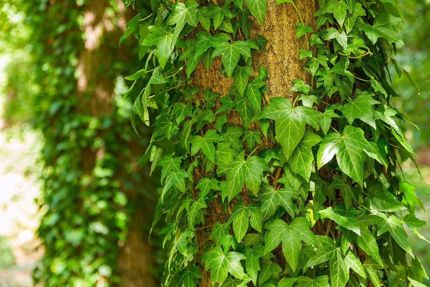 Green English Ivy Live Plant in 6 Inch Pot Hedera Helix Houseplant Vine H14913